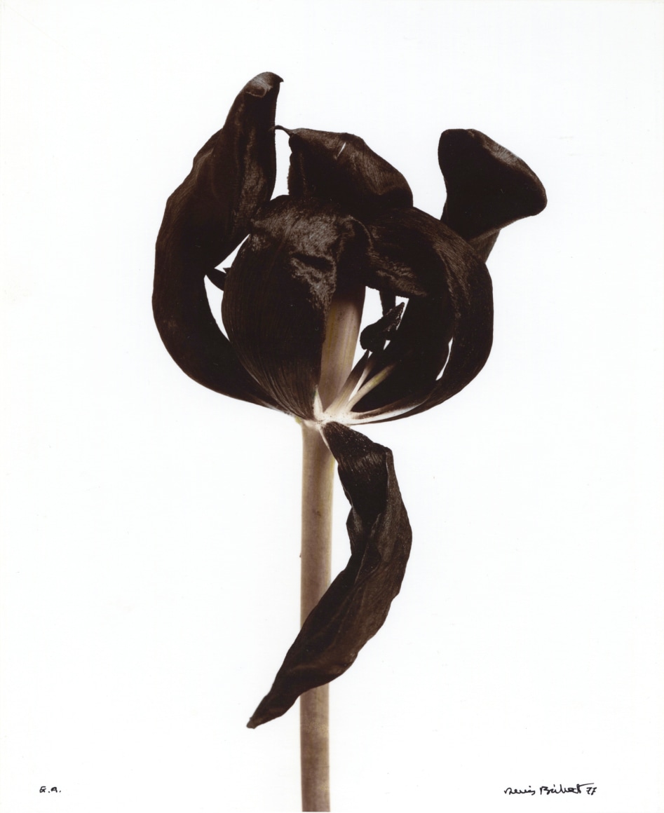 Tulipe Noire (Black tulip), 1977, Gelatin silver print with toning, oxidation, and sulfurization
