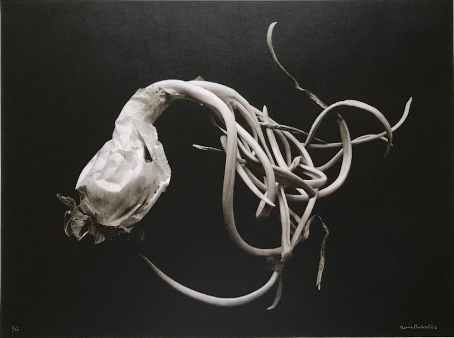 Oignon Blanc germ&eacute; (Sprouted White Onion), 1992, printed 2003