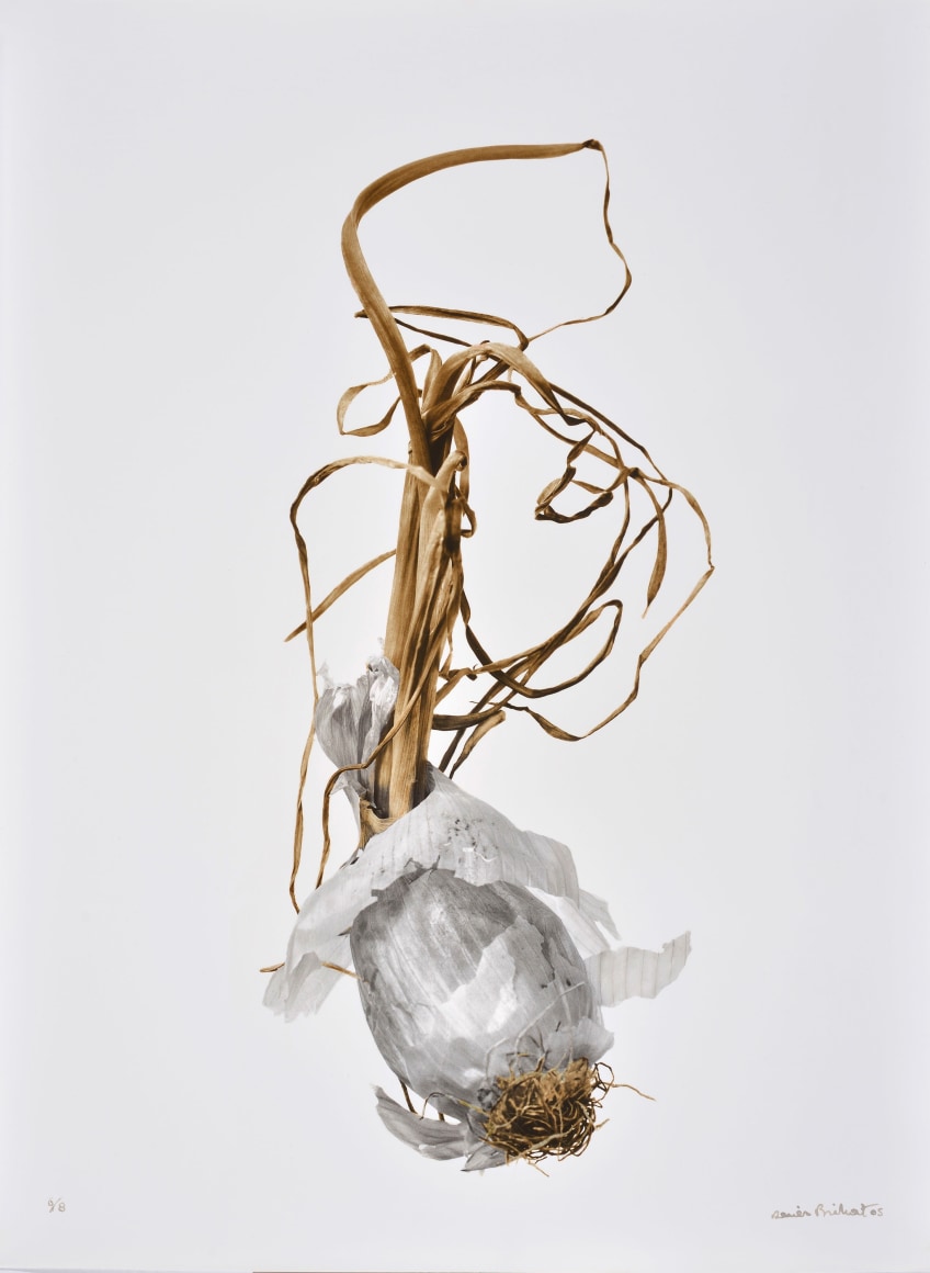 Oignon Blanc (white onion), 2002, printed 2005