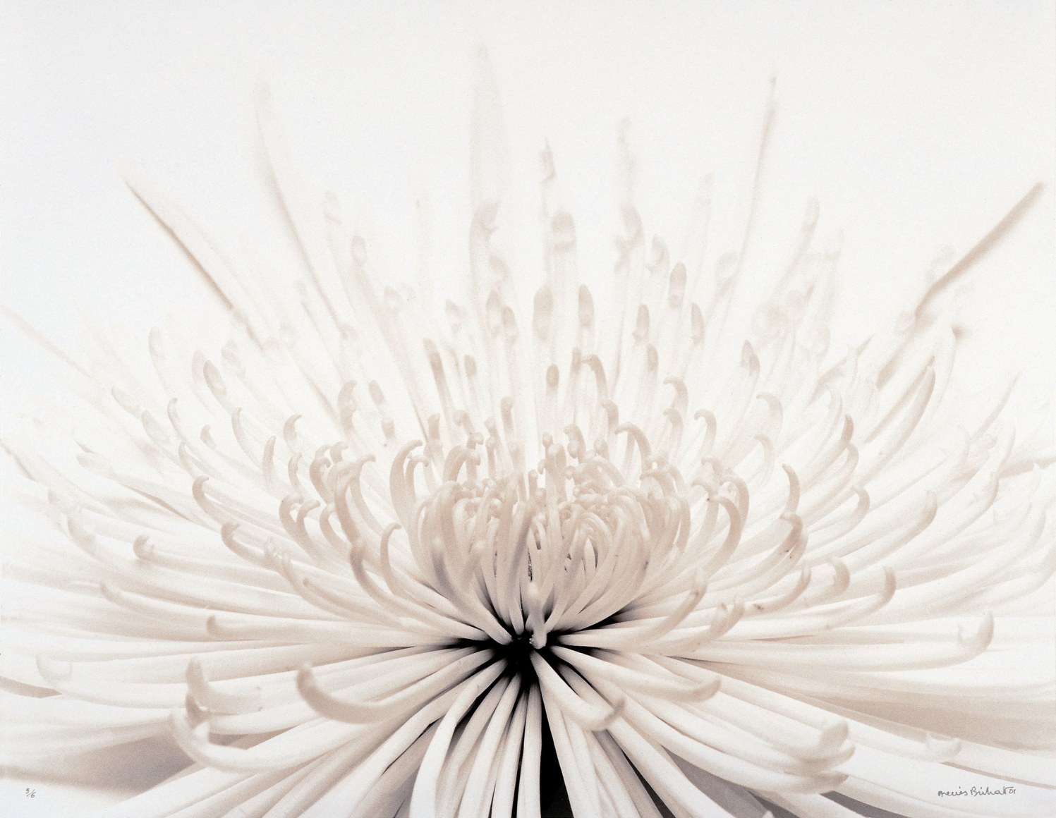 Chrysanth&egrave;me, 1983, printed 2001