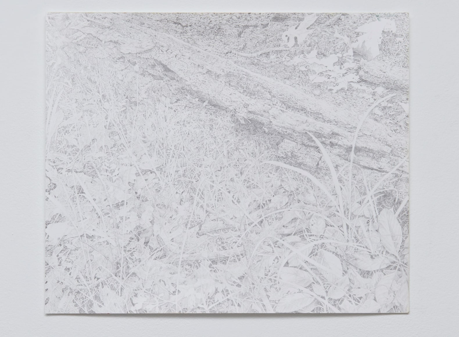 Colter Jacobsen the ground (ecotones), 2021