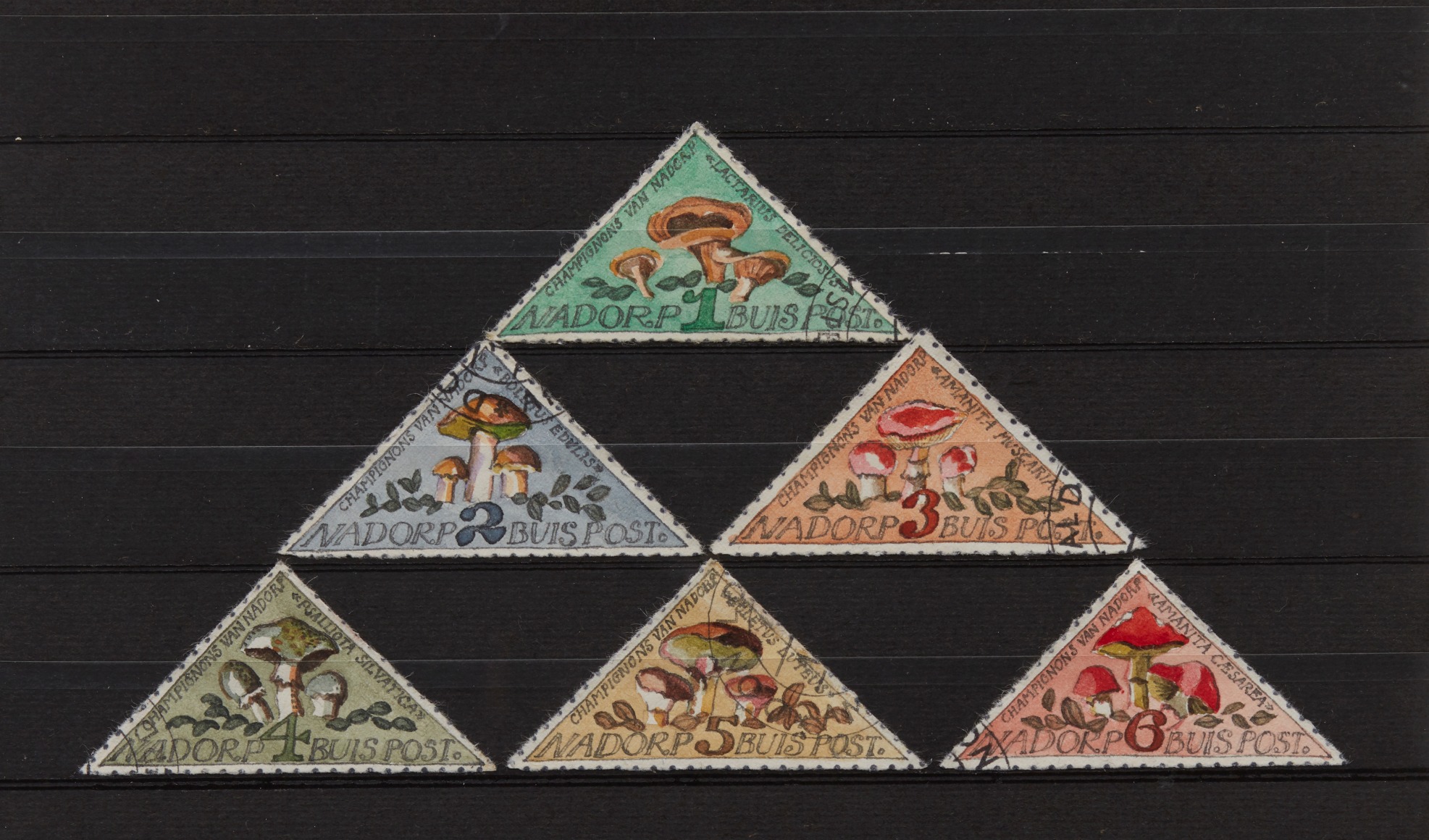 Donald Evans Nadorp, 1965. Mushrooms.