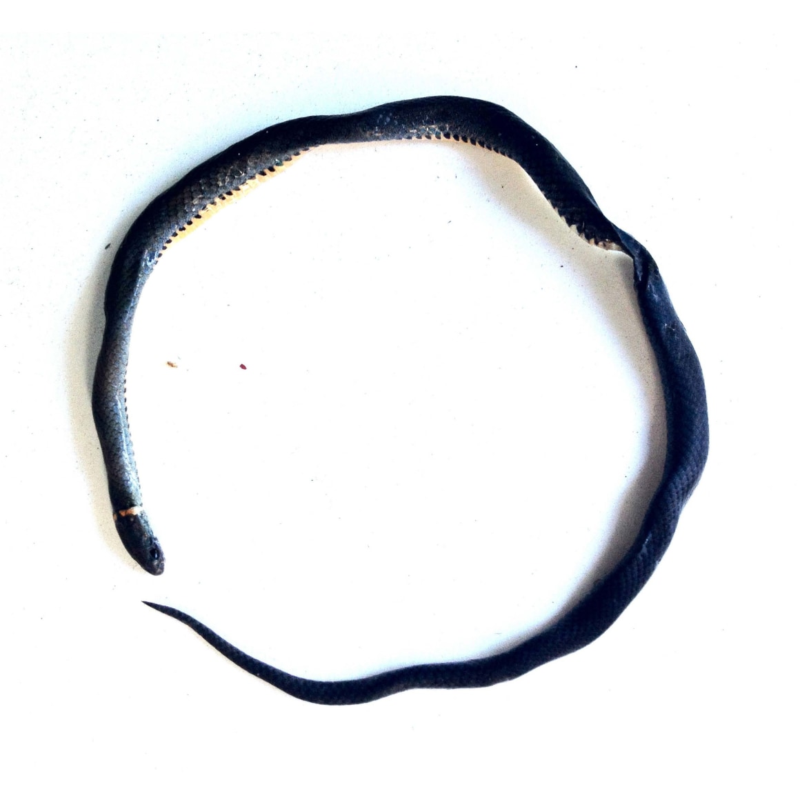 Exhibition announcement for Mark Handforth at Kayne Griffin Corcoran, Los Angeles