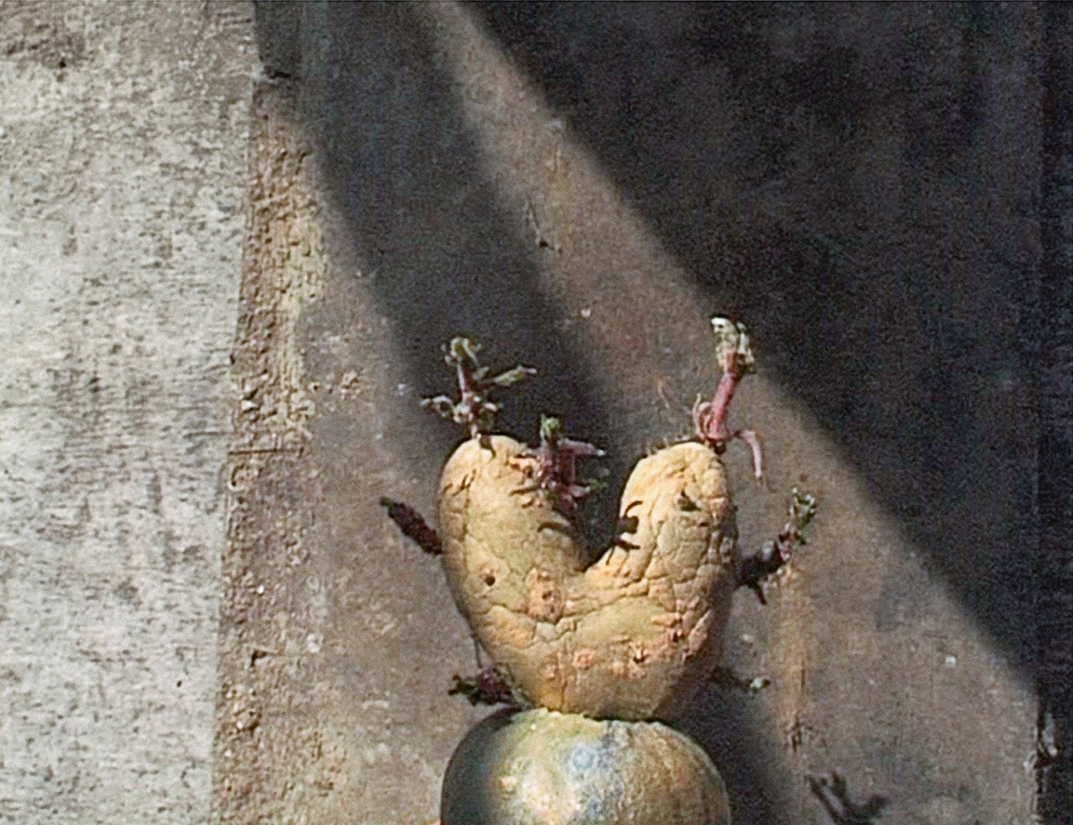 Potato Series, Heart Potato #11, 2002, C-Print, Ed.of 10