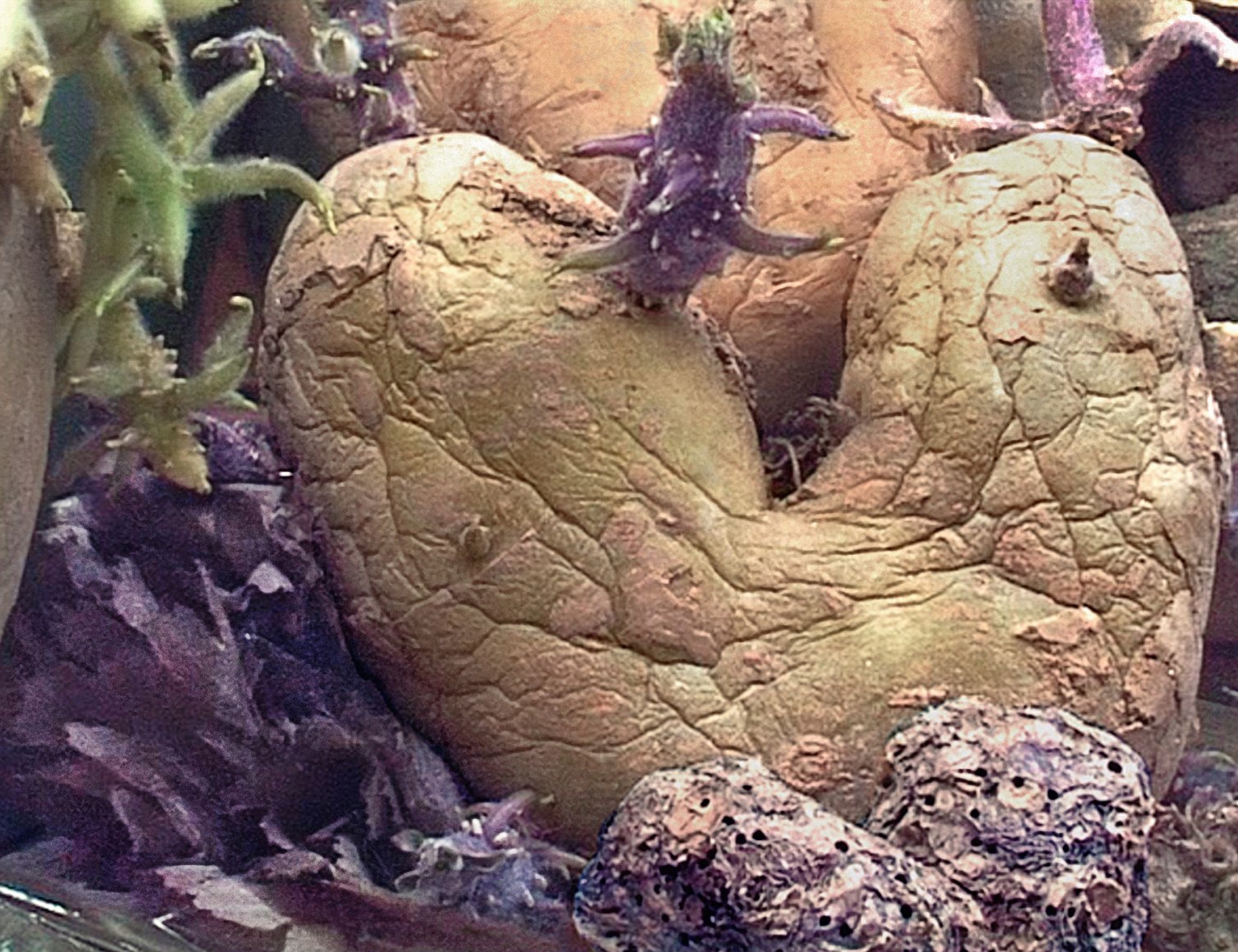 Potato Series, Heart Potato #5, 2002, C-Print, Ed. of 10