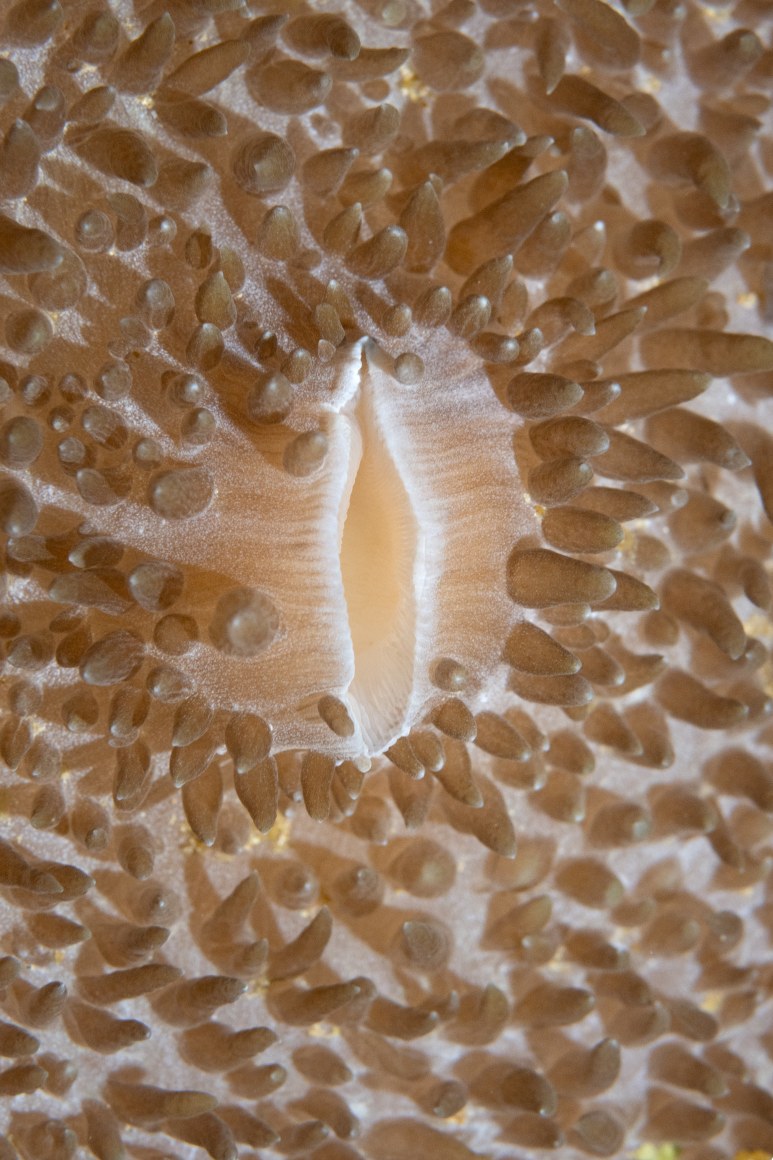 Prue Stent &amp;amp; Honey Long, Oral Disk, 2024