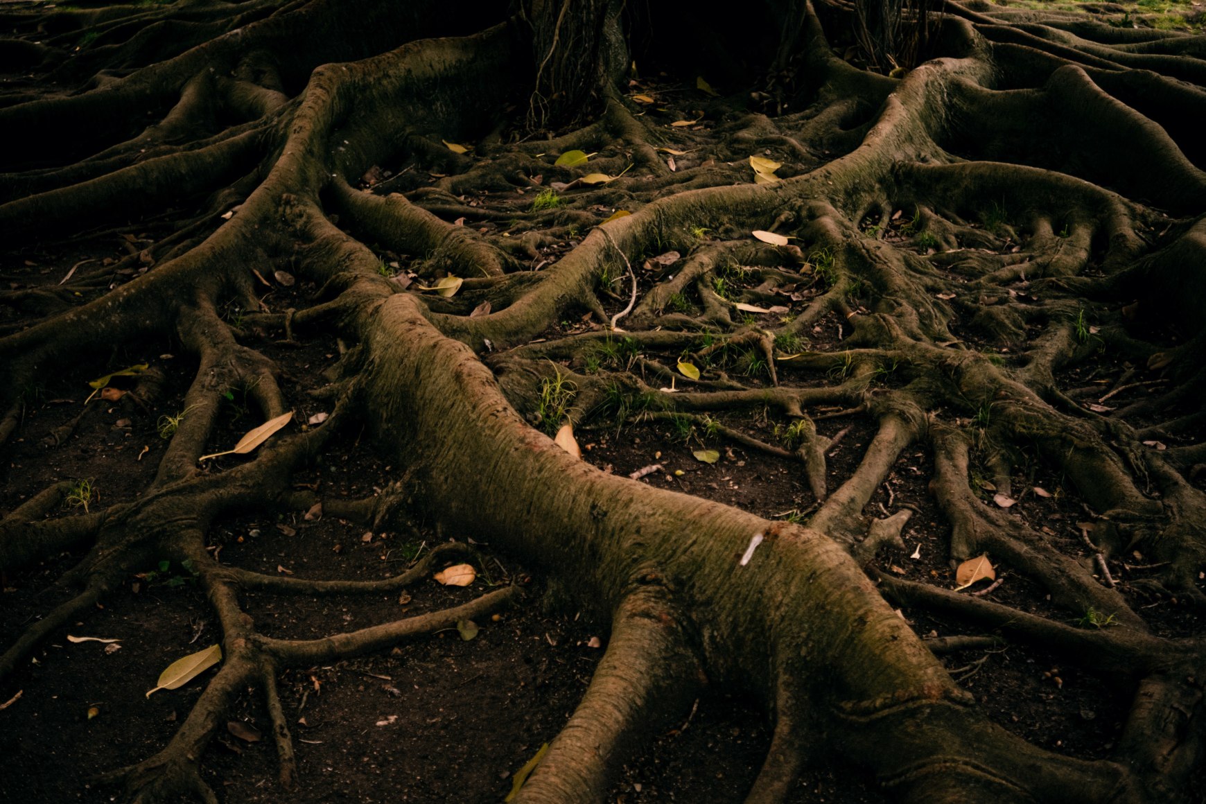 Detail of the roots of a tree in the current Tropical Botanical Garden, ormerly known as the Colonial Section, and the sculptural reproductions of the heads of Indigenous people from the Portuguese Colonial Empire exhibition held during the Portuguese dictatorship, still scattered throughout the garden. Lisbon, Portugal, 2024