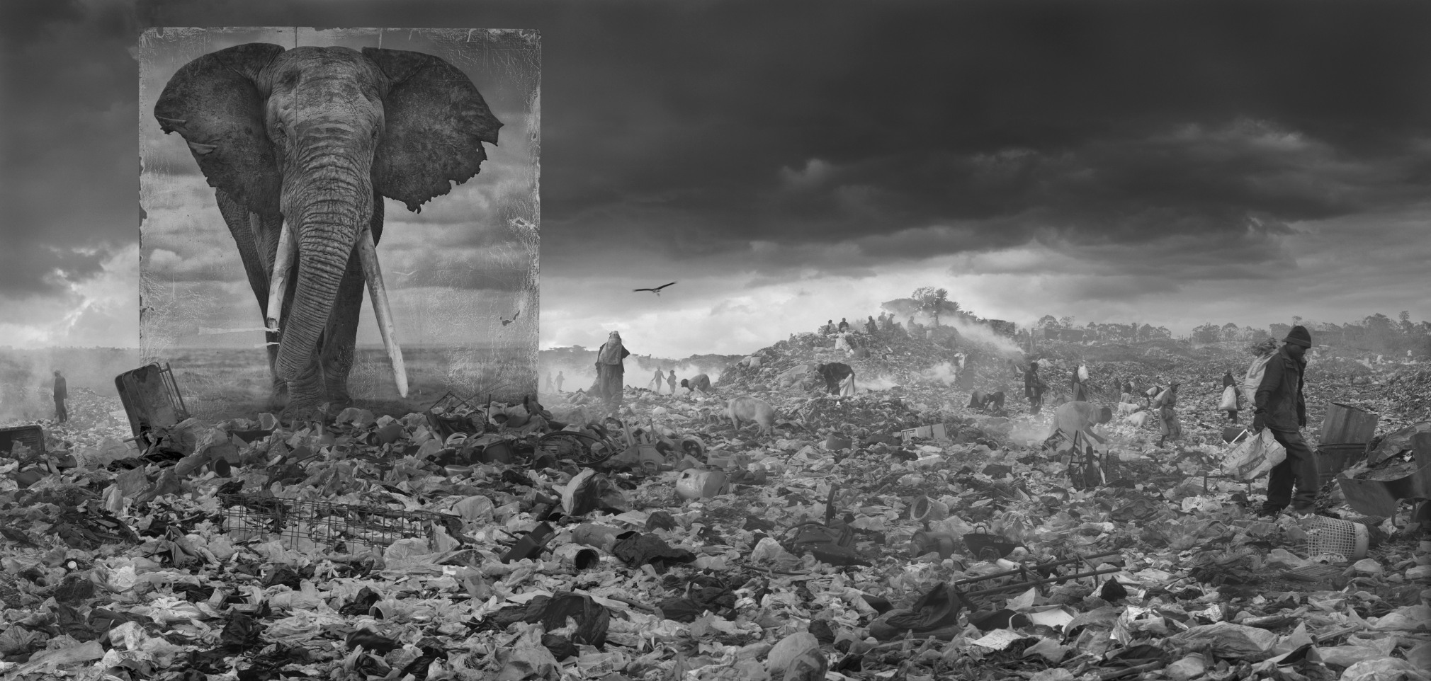 Nick Brandt, Wasteland with Elephant, 2015