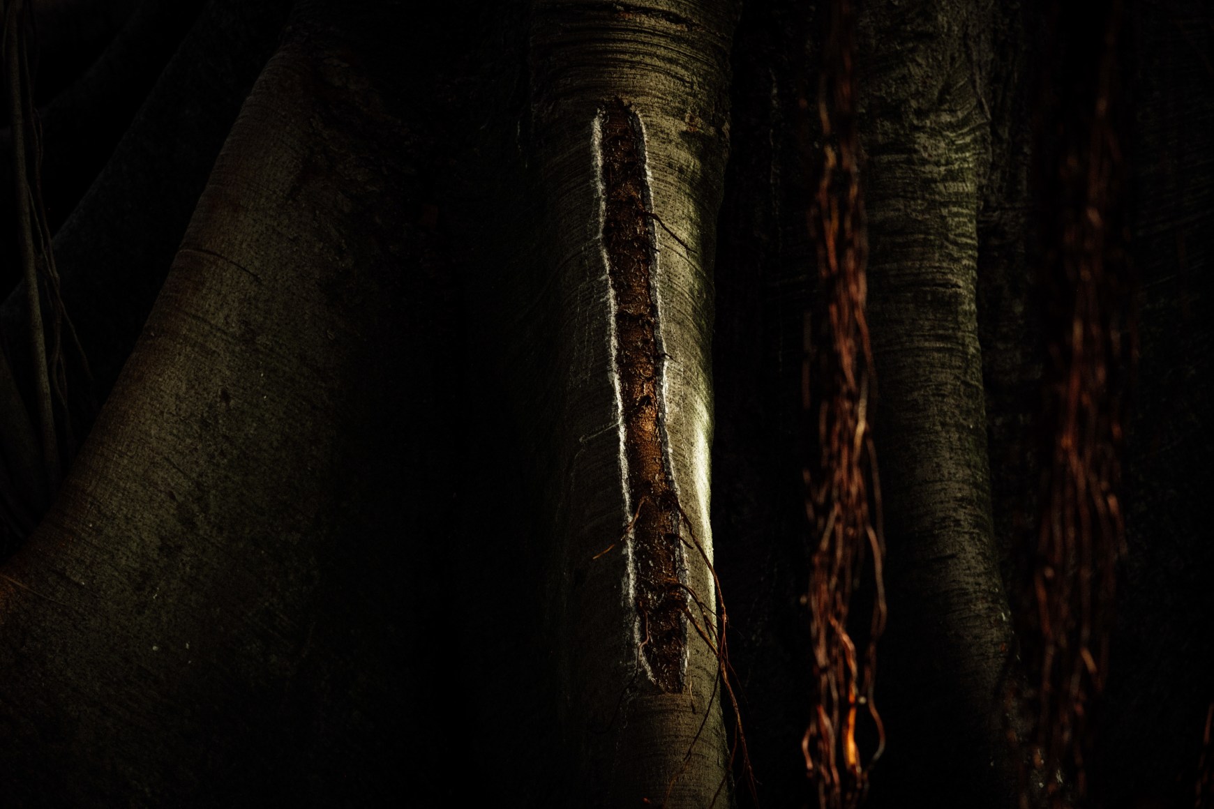 Detail of the scar of a tropical tree in the current Tropical Botanical Garden, ormerly known as the Colonial Section, and the sculptural reproductions of the heads of Indigenous people from the Portuguese Colonial Empire exhibition held during the Portuguese dictatorship, still scattered throughout the garden. Lisbon, Portugal, 2024