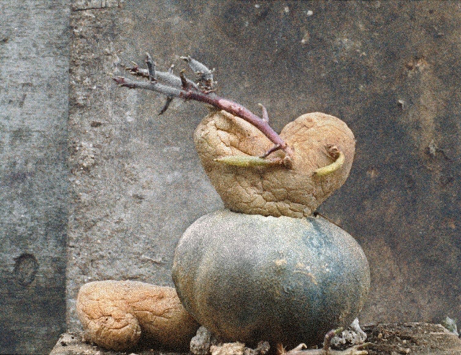 Potato Series, Heart Potato #7, 2002, C-Print, Ed. of 10