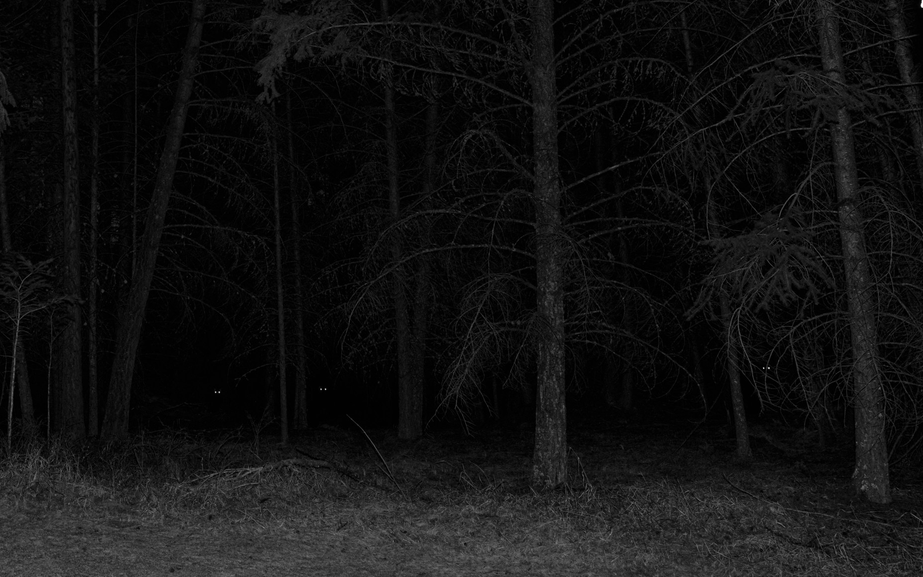 Tin Lizards, Untitled #56, 2023, Archival Pigment Print