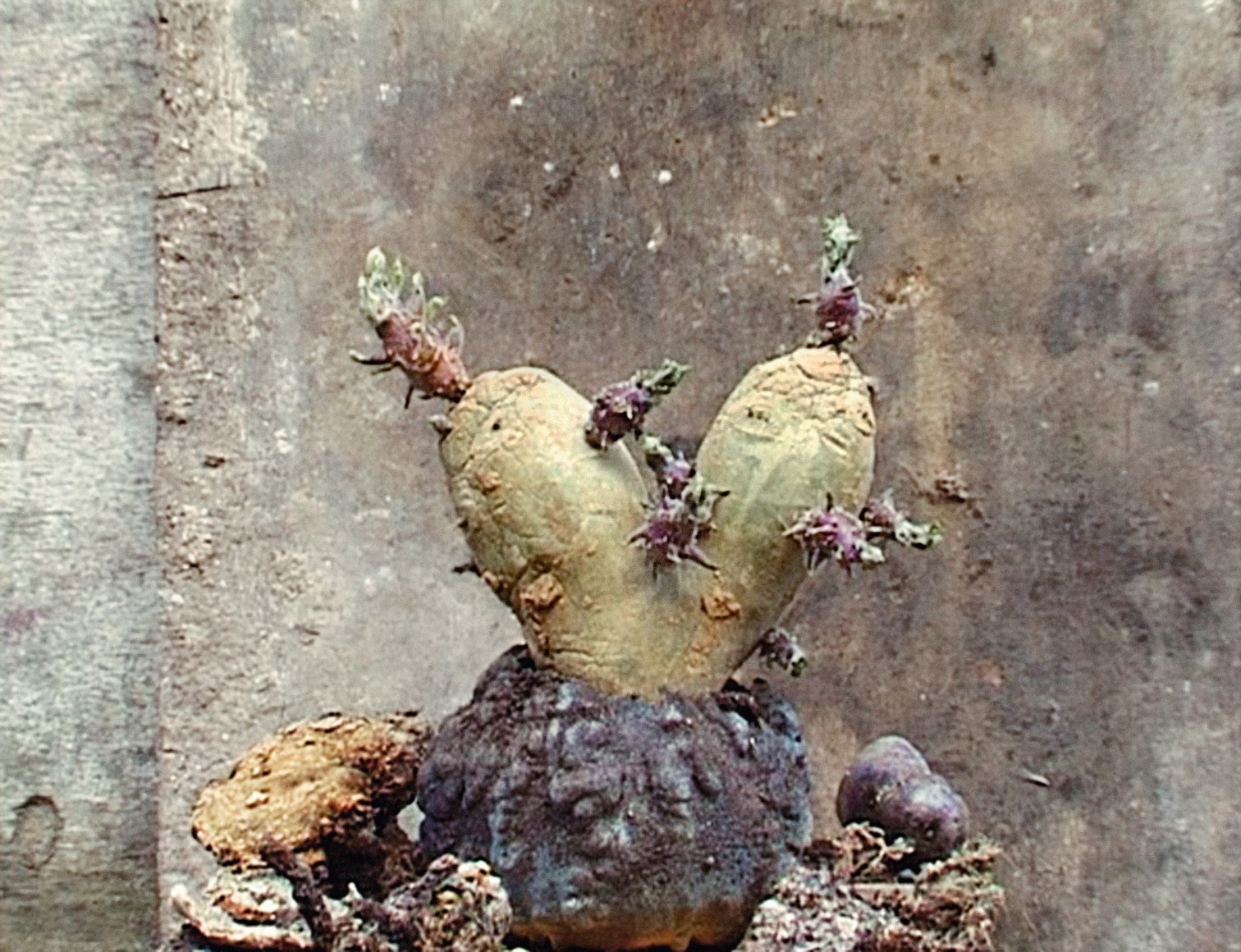 Potato Series, Heart Potato #2, 2002/2011, C-Print, Ed. of 10