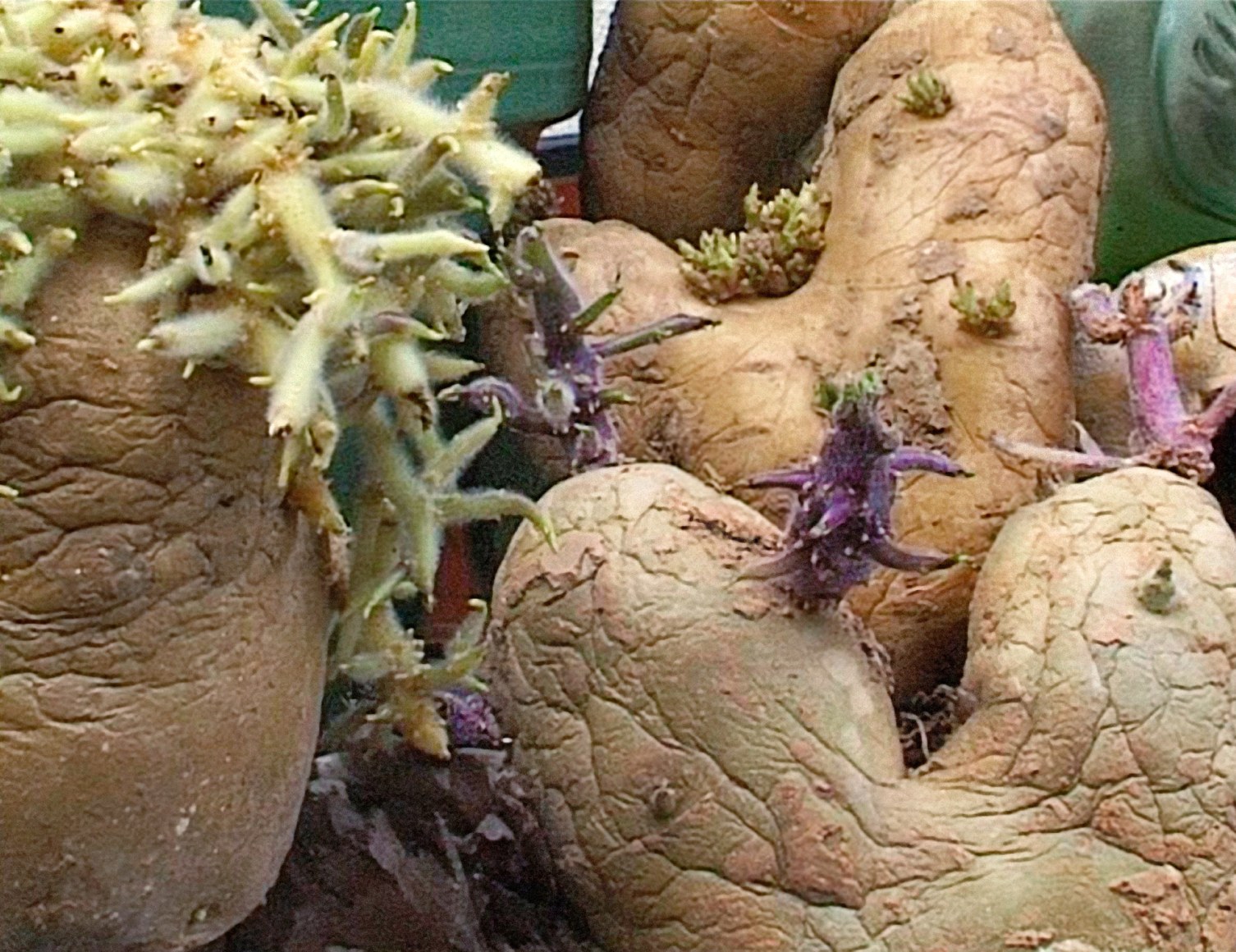 Potato Series, Heart Potato #4, 2002/2011, C-Print, Ed. 4/10