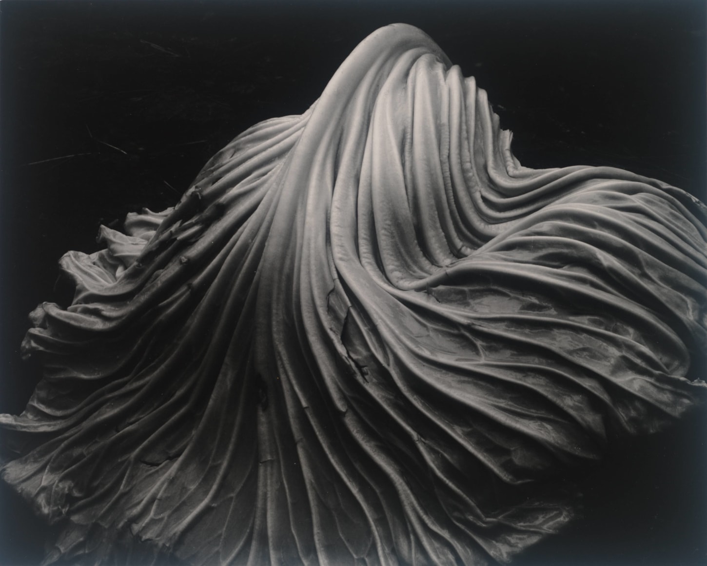 Edward Weston, Cabbage Leaf, 1931