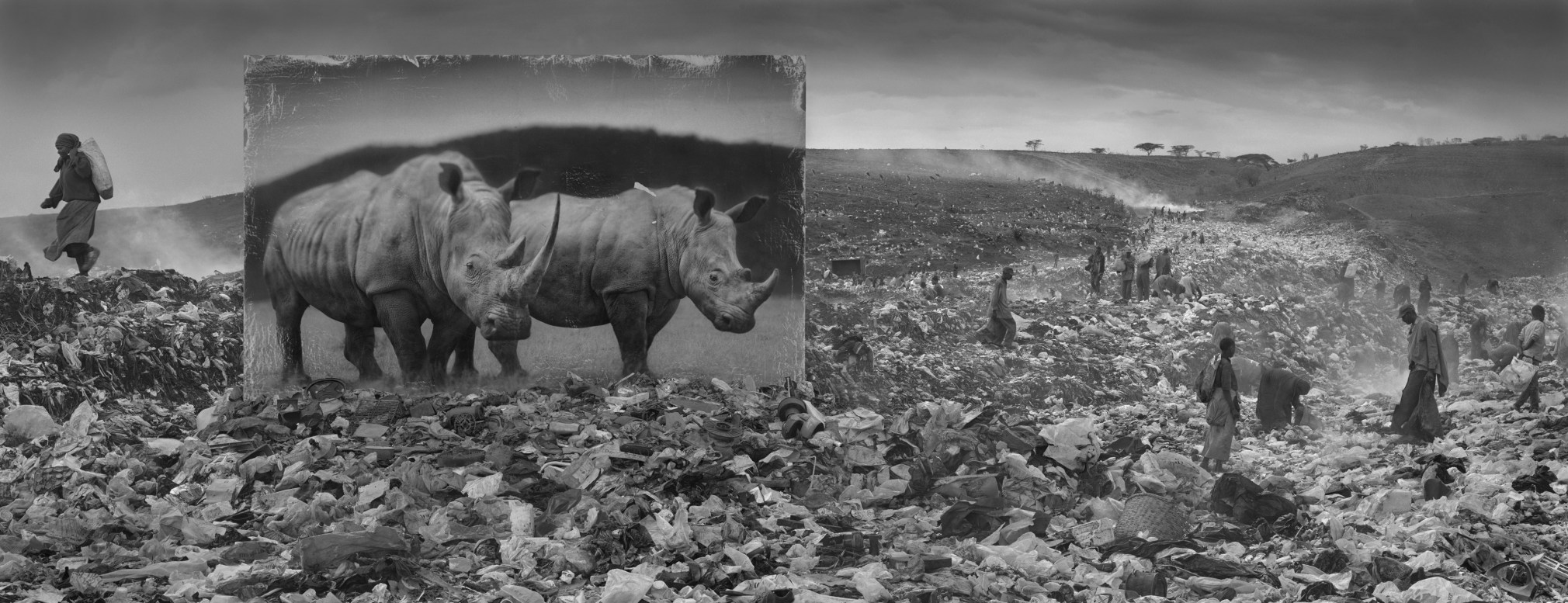 Wasteland with Rhinos & Residents, 2015, Archival Pigment Print