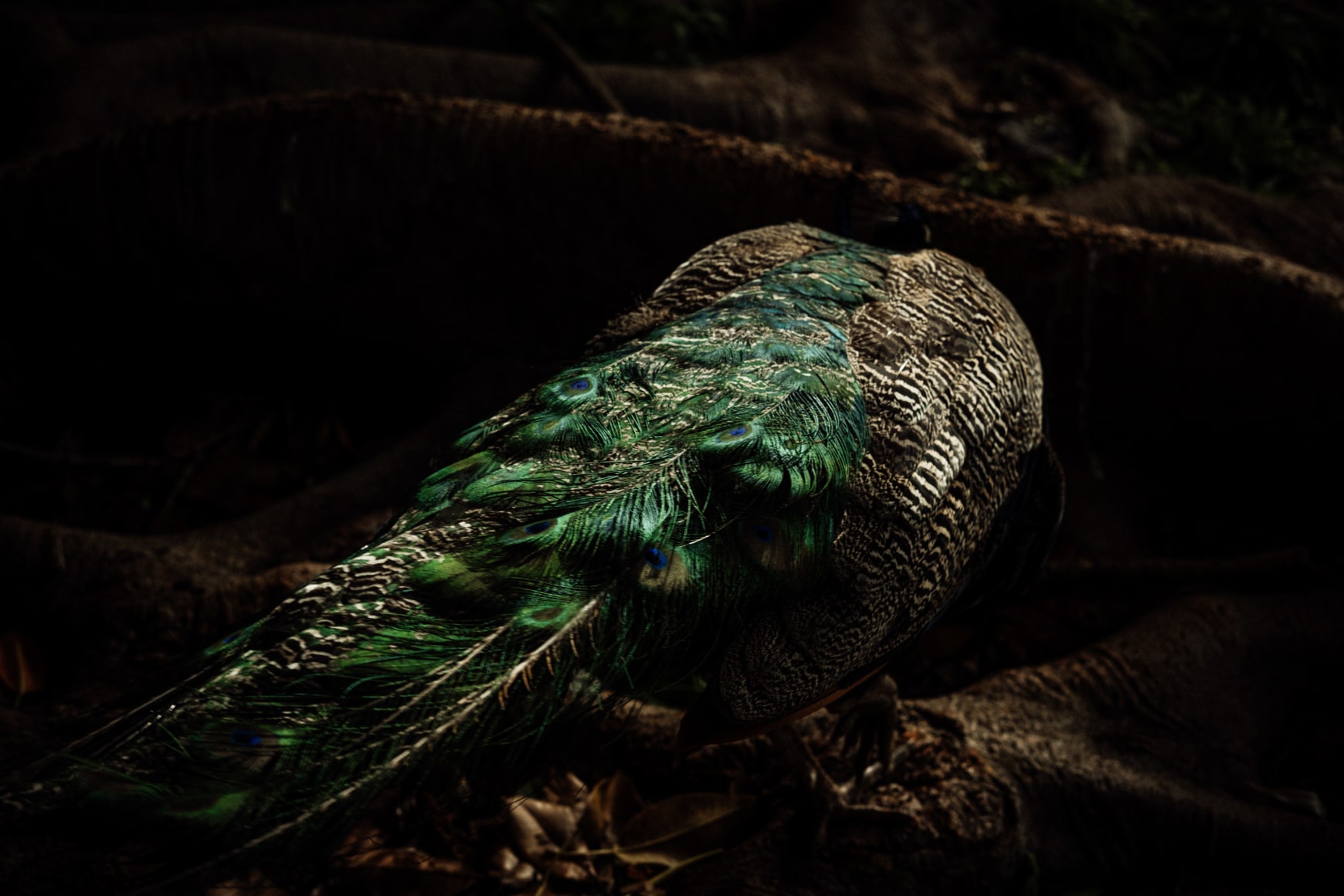 A hiding peacock in the Tropical Botanical Garden, formerly known as the Colonial Section, where sculptural reproductions of the heads of Indigenous people from the Portuguese Colonial Empire exhibition - held during the Portuguese dictatorship - are still scattered throughout the garden. Lisbon, Portugal, 2024