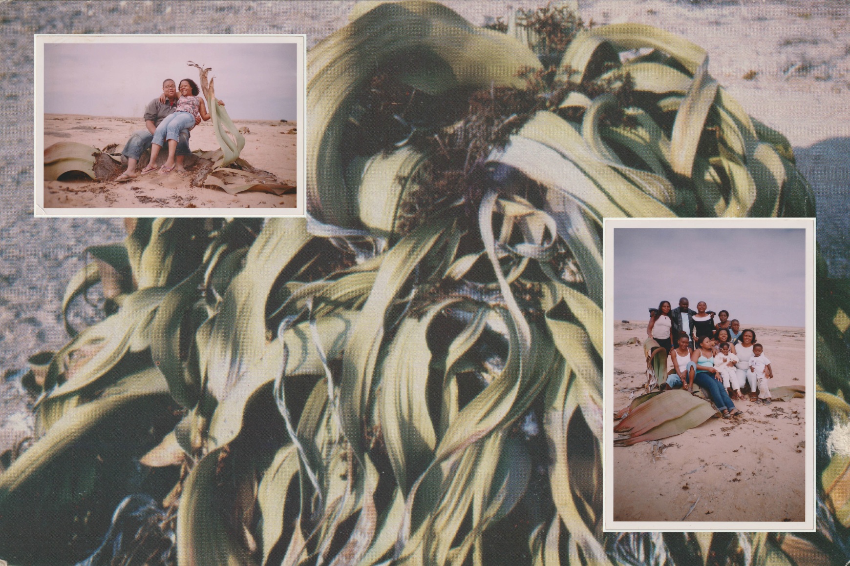 A collage displaying photos from Ana Maria Jeremias' first trip back to Angola with her son, Luis, to reunite with her family, set against the background of an old postcard she kept featuring a Welwitschia mirabilis - a mythical plant native to Angola, believed to be carnivorous, 2024