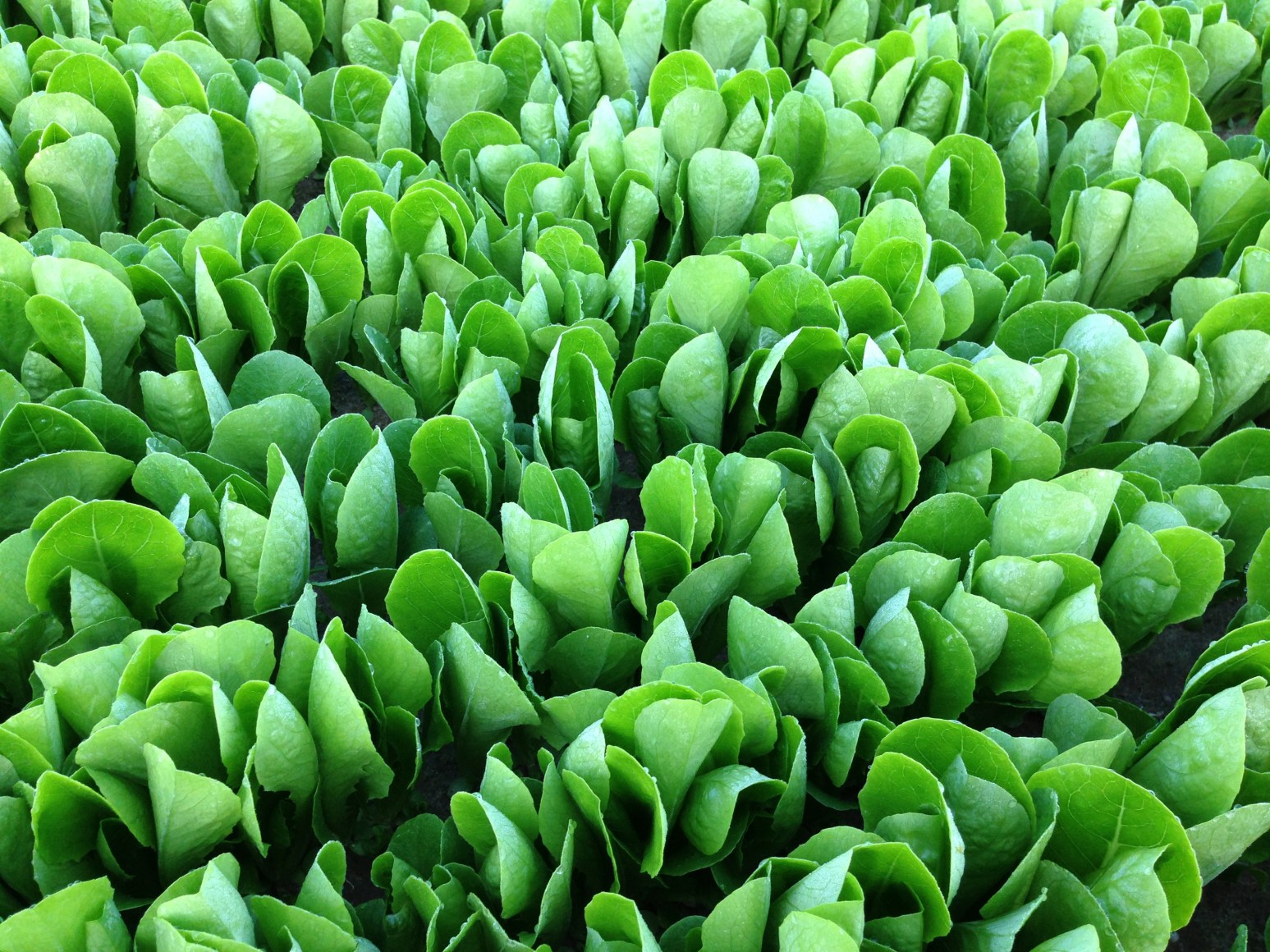 Romaine Baby Leaf in our field
