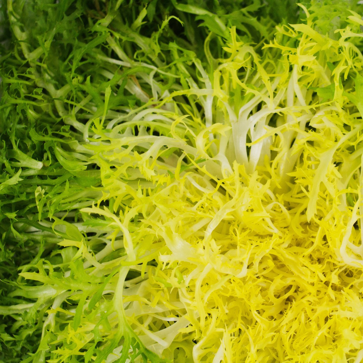 Frisee blanched yellow