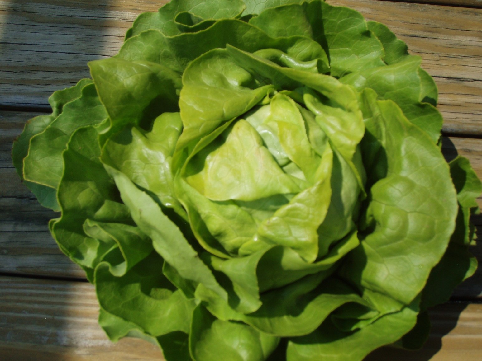 Green Butter Lettuce Head