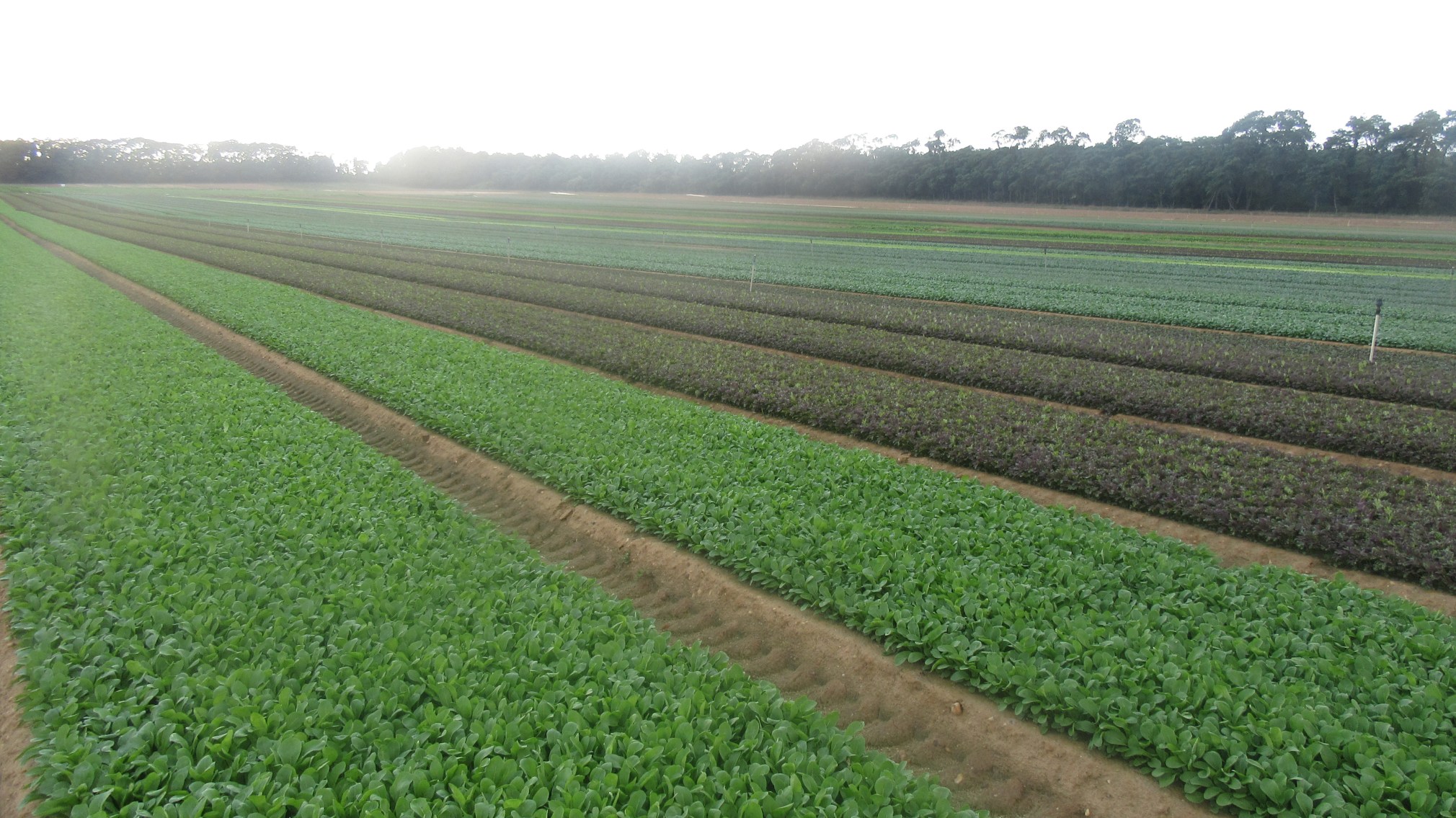 Crop rotations are an important tool for soil &amp; plant health