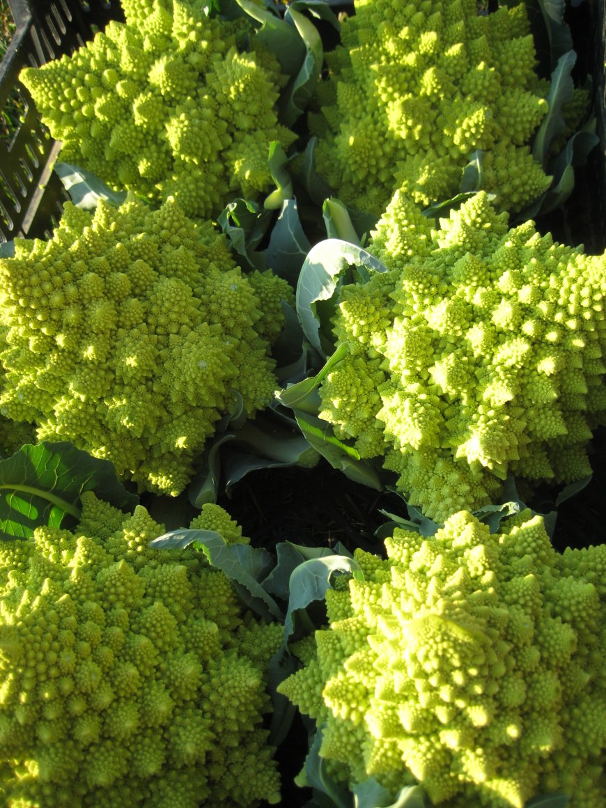 Romanesco Cauliflower