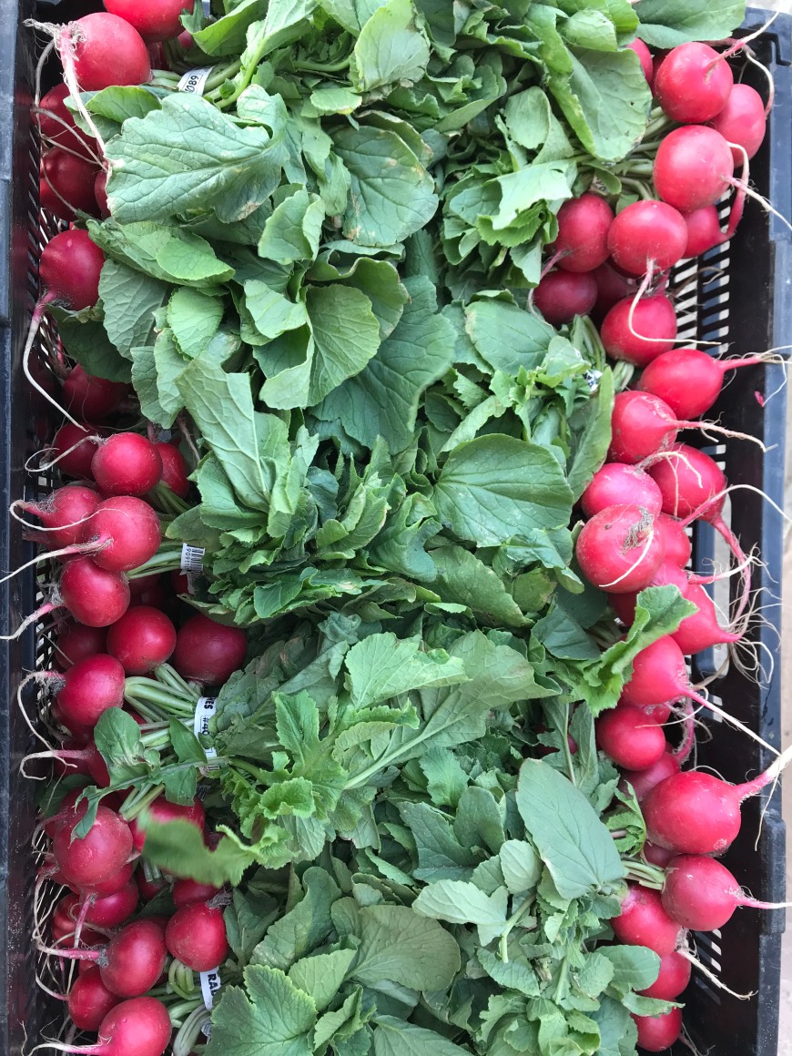 Baby Red Radishes