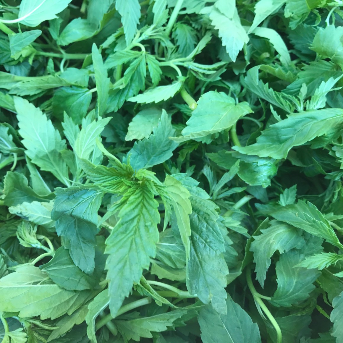 Hemp leaves