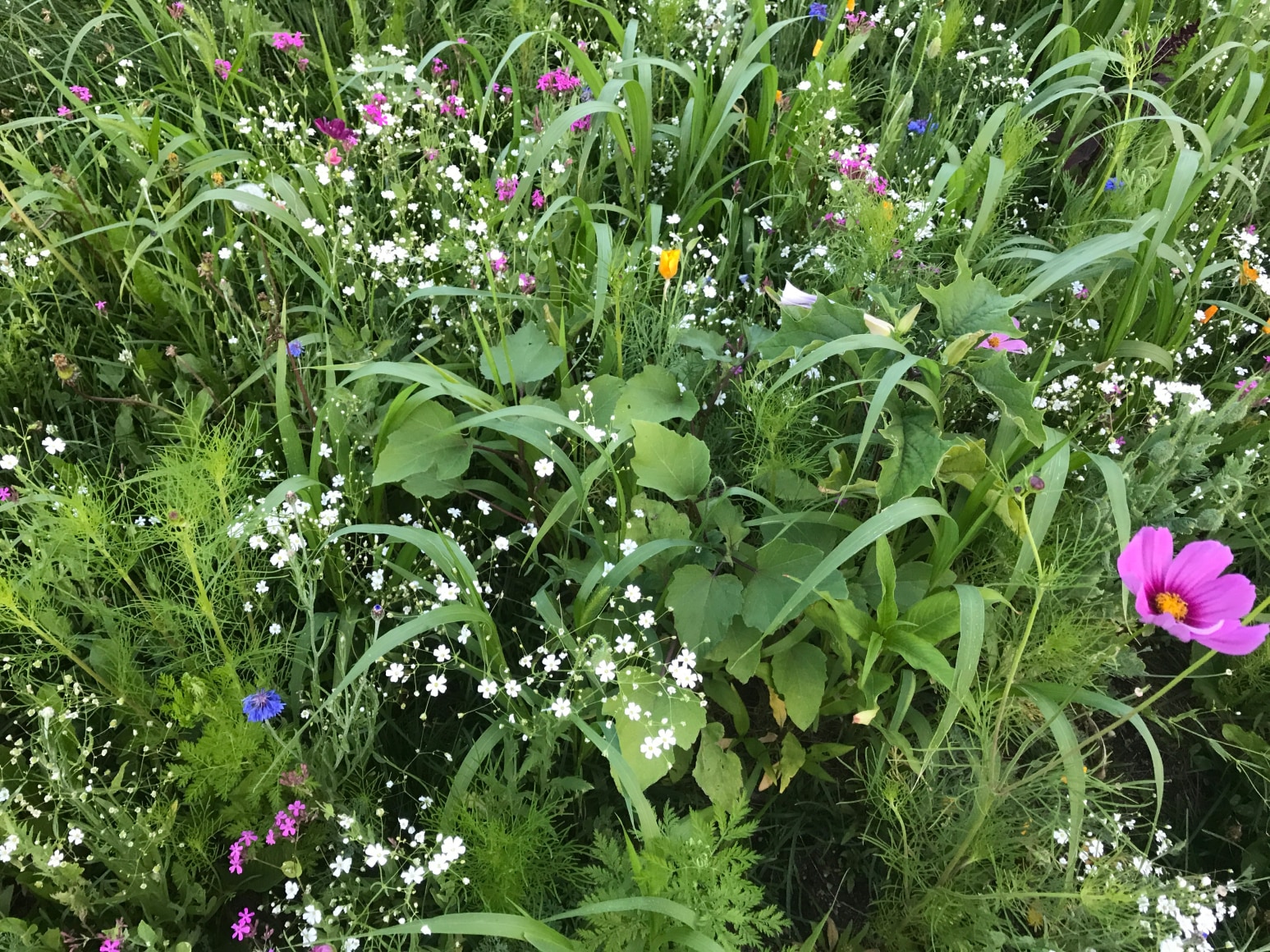 Cover crops, when flowering, add to pollinator populations and increase the diversity of beneficial insects.