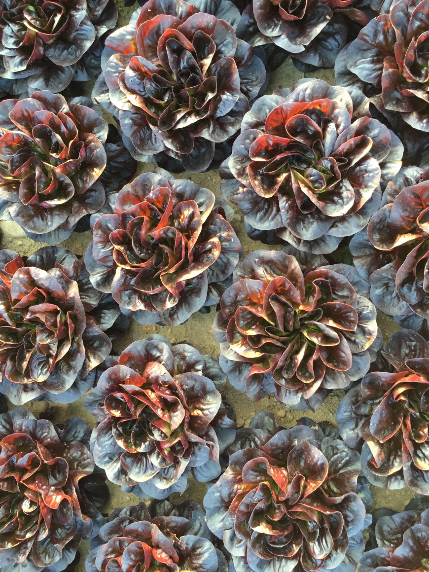 Satur Farms is passionate about growing for flavor, freshness and quality, all while adhering to rigorous food safety standards.