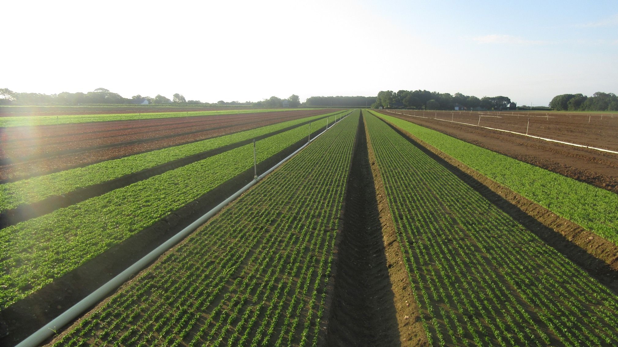 Healthy soils equals strong, healthy &amp; nutritious greens.