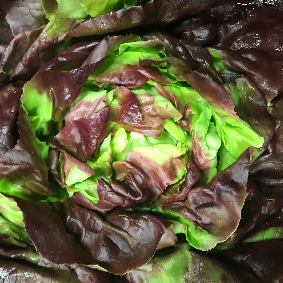 Red Butter Lettuce Head