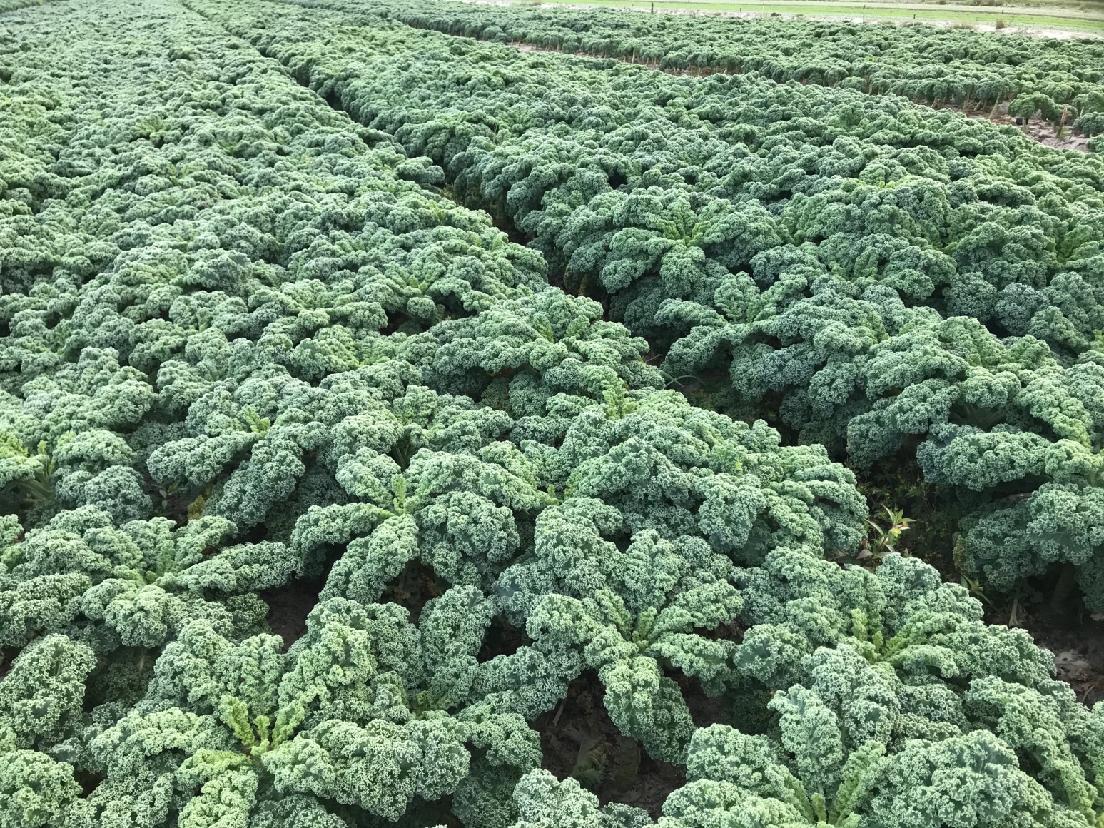 Kale in field