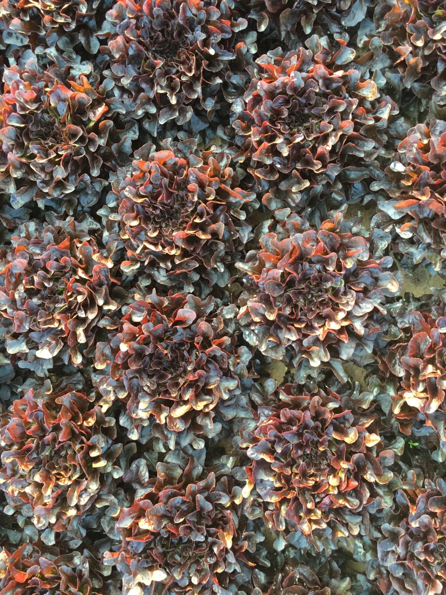 Baby Oakleaf Lettuce