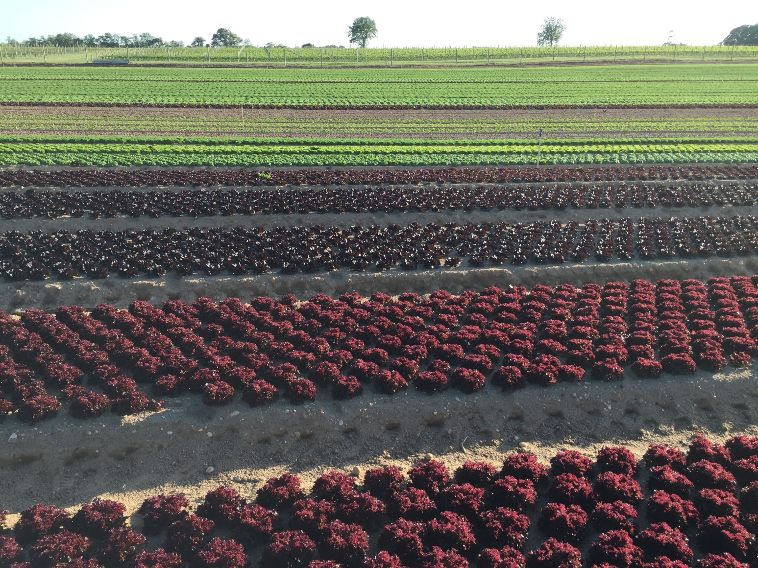 Baby Lettuce Heads in our field