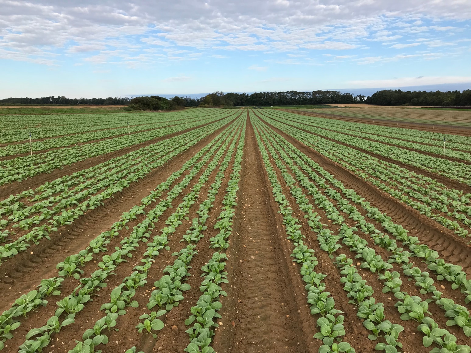 For insect control, we&#039;ll mostly use either biological insecticides or plant extracts that have insectcidal properties. They have the added benefit of being biodegradable and non-toxic to humans, animals, beneficials, and&nbsp;the environment.