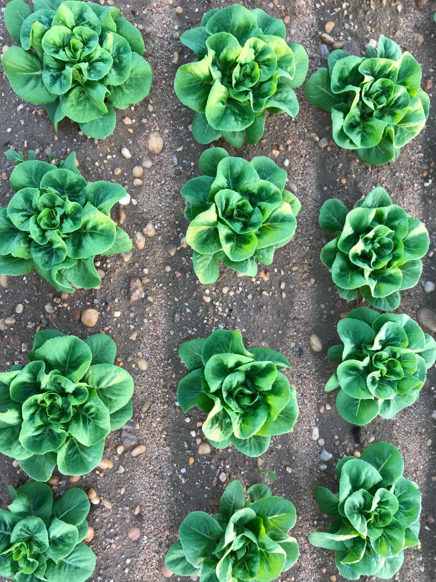 Baby Gem Lettuce