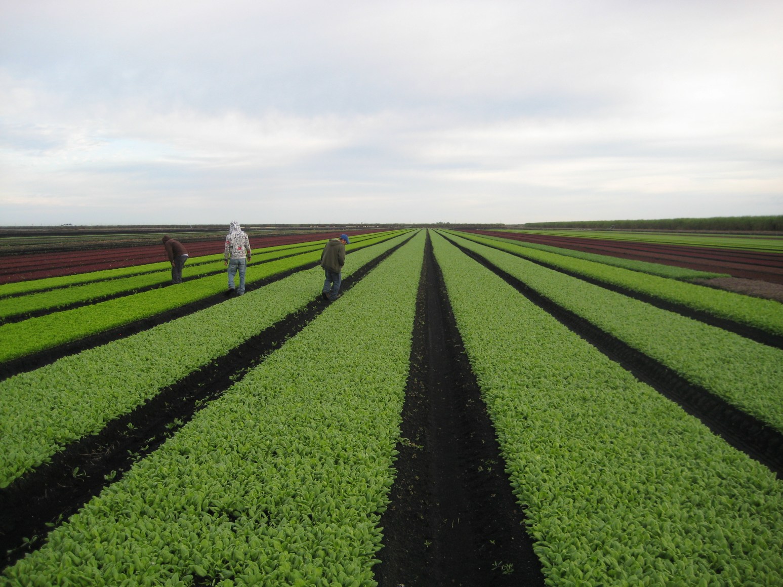 Scouting fields prior to harvest