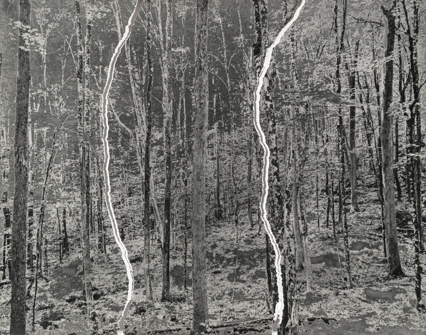 Gesche Würfel  Harvard Forest, MA (1), version 1, 2019-2021  Ripped Gelatin Silver Print (matte fiber paper)  16h x 17w in 40.64h x 43.18w cm  GW_028, Black and White, Landscape, Solarized and ripped into three individual pieces