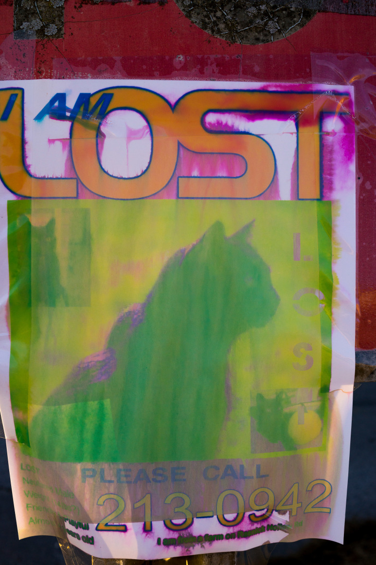 Mike Smith (1951-)  Carter County, TN (DSC7105.ARW), 2013  Archival Pigment Print  36h x 24w in 91.44h x 60.96w cm  Edition of 10  MS_009, photograph of a weather worn lost cat poster