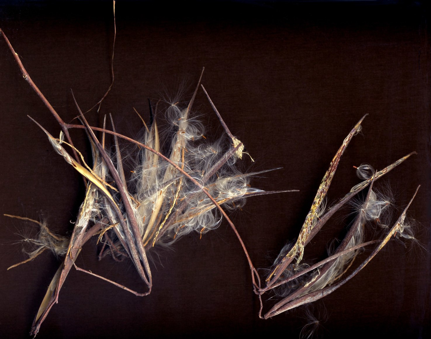 Colby Caldwell, untitled (for Bud), 2016  Archival pigment print mounted and waxed on Dibond  21.75 x 24 inches, Edition of 5, 30 x 33 inches, Edition of 5, 50 x 55 inches. Edition of 3