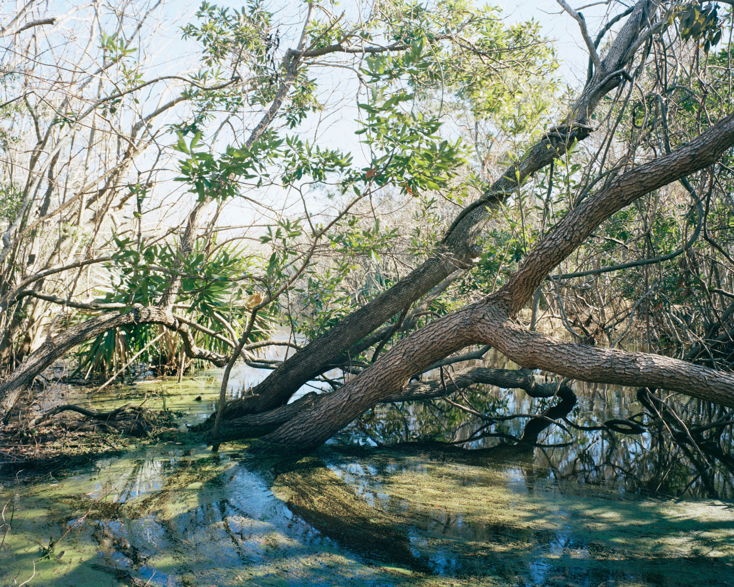 Gesche Würfel  Buxton Woods, NC (1), 2021  Archival Pigment Print  30h x 37 1/2w in 76.20h x 95.25w cm  Edition of 5  GW_005, color photograph of a flooded woods, illustrating the effect of climate change on forests
