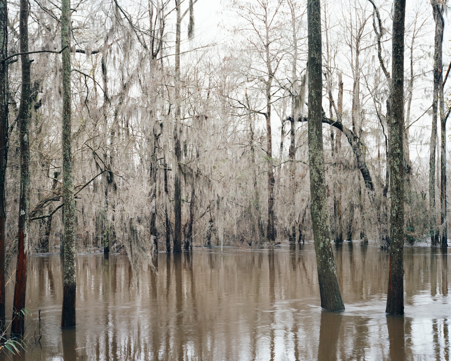 Gesche Würfel  Lumber River, NC (1), 2021  Phototex  20h x 25w in 50.80h x 63.50w cm  GW_026, Color, Landscape, Flooded forest
