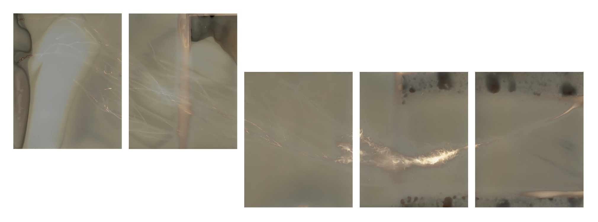 Dawn Roe  Si's Branch (Overnight) from the series, "Conditions for an Unfinished Work of Mourning: Wretched Yew", 2019  Gelatin silver print on fiber-based paper  Set of 5, 10 x 8 inches each (paper size), set of 5 photograms of yew tree branches, abstract