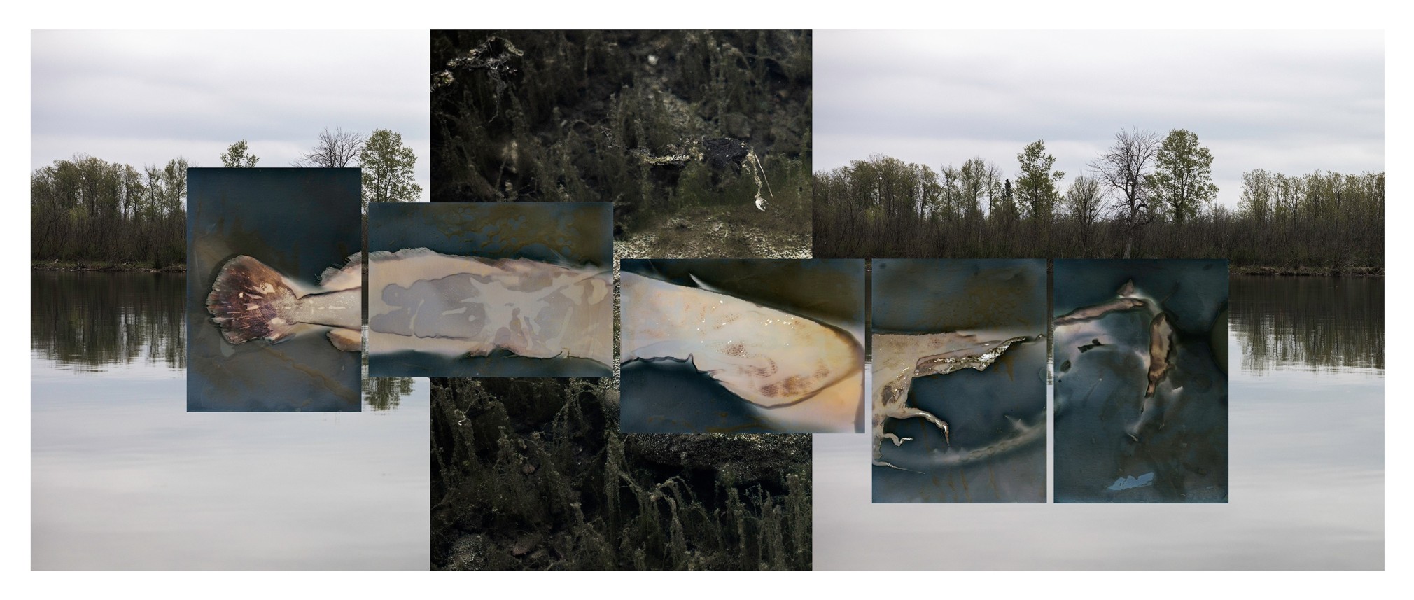 The background is a landscape on the water with a forest. On top of the landscape there are a series of 6 overlapping photographic images of the land and a fish that read abstract.