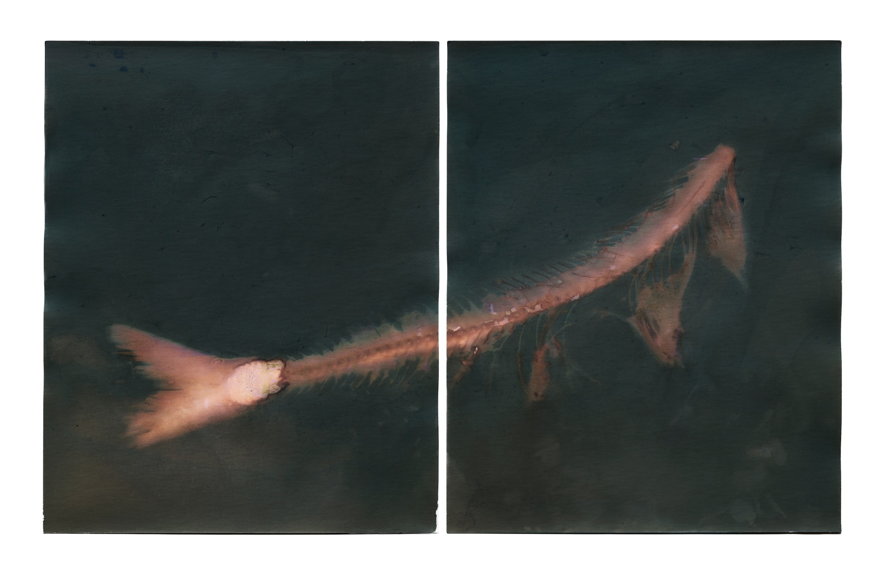 Dark background with lake whitefish in the center of the composition. The tail is the brightest light in the picture plane.