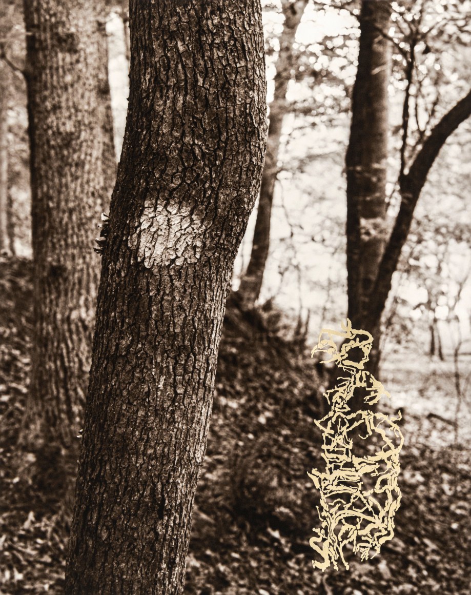 Gesche Würfel  Eno River, NC (1), 2020-2021  Laser Engraved Archival Pigment Print  20h x 16w in 50.80h x 40.64w cm  5  GW_012, Sepia, Landscape, Close of a tree with a trail blaze (?) marker