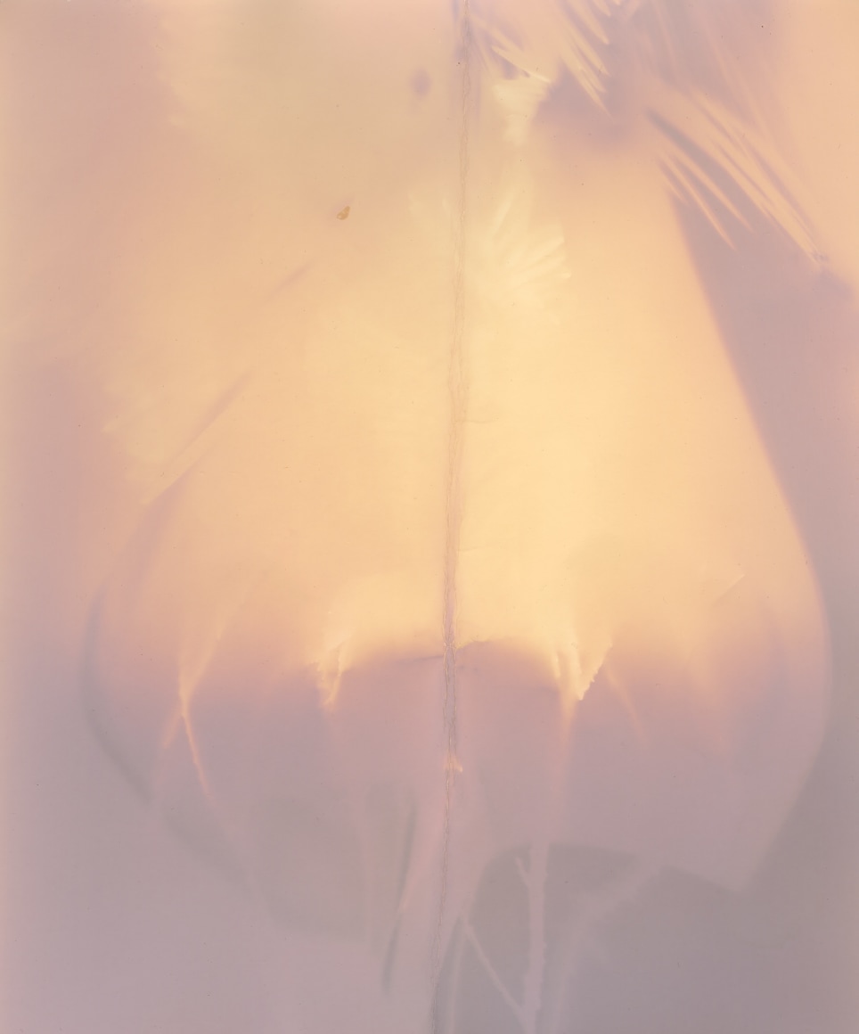 Dawn Roe  Mt. Richmond Yew (Folded) from the series, "Conditions for an Unfinished Work of Mourning: Wretched Yew", 2019  Gelatin silver print on fiber-based paper  10 x 8 inched (paper size), photogram of a yew tree branch