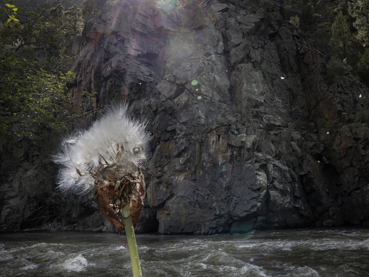 Dandelion is in the foreground and off to the left hand side. In the background is a rock wall with water.