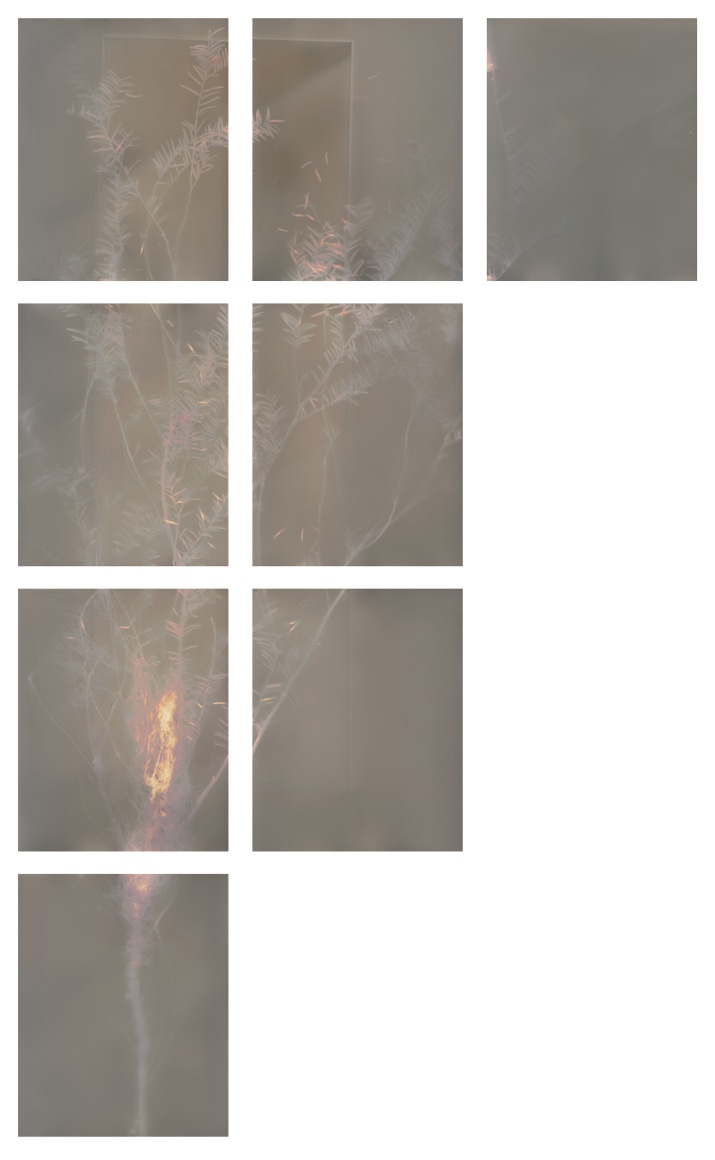 Dawn Roe  Si's Branch (Portland) from the series, "Conditions for an Unfinished Work of Mourning: Wretched Yew", 2019  Gelatin silver print on fiber-based paper  set of 8, 10 x 8 inches each (paper size), set of 8 photograms with yew tree branches, individually framed
